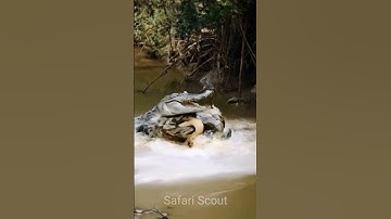 python vs crocodile #wildlife #wildrift #wildanimals #animalworld #crocodile #snake #saamp #nature