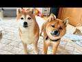人間の言葉を100%理解している柴犬、都合が悪いときはIQ3に