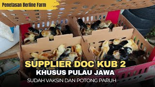 DOC Chicken Supplier KUB 2 Janaka, Interested in Buying?