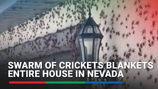 Swarm Of Crickets Blankets Entire House In Nevada | Abs-Cbn News