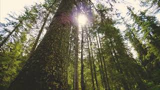 Low view of tree trunks and sun light through tree tops | Free Stock Video Footage 4K [NO COPYRIGHT]
