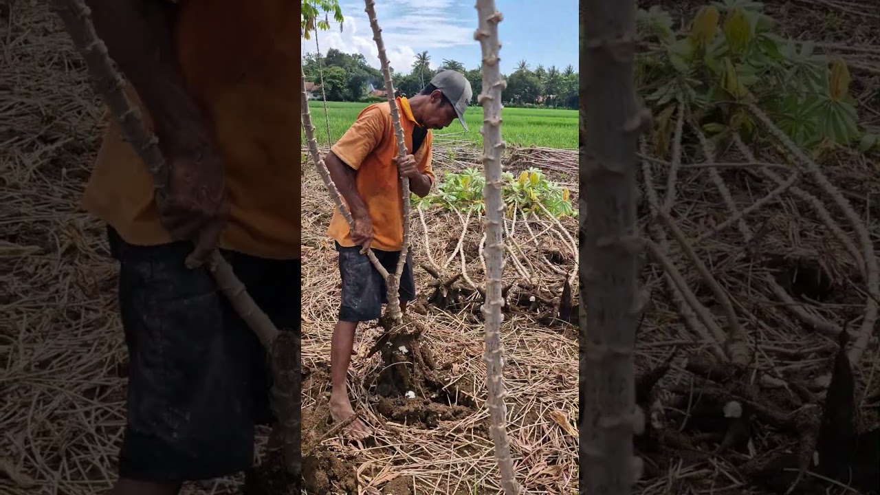 Remove grass and cassava easily and quickly-Agriculture farming 