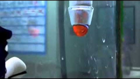 Nemo meets Gill - Nemo stuck - Nemo In Group