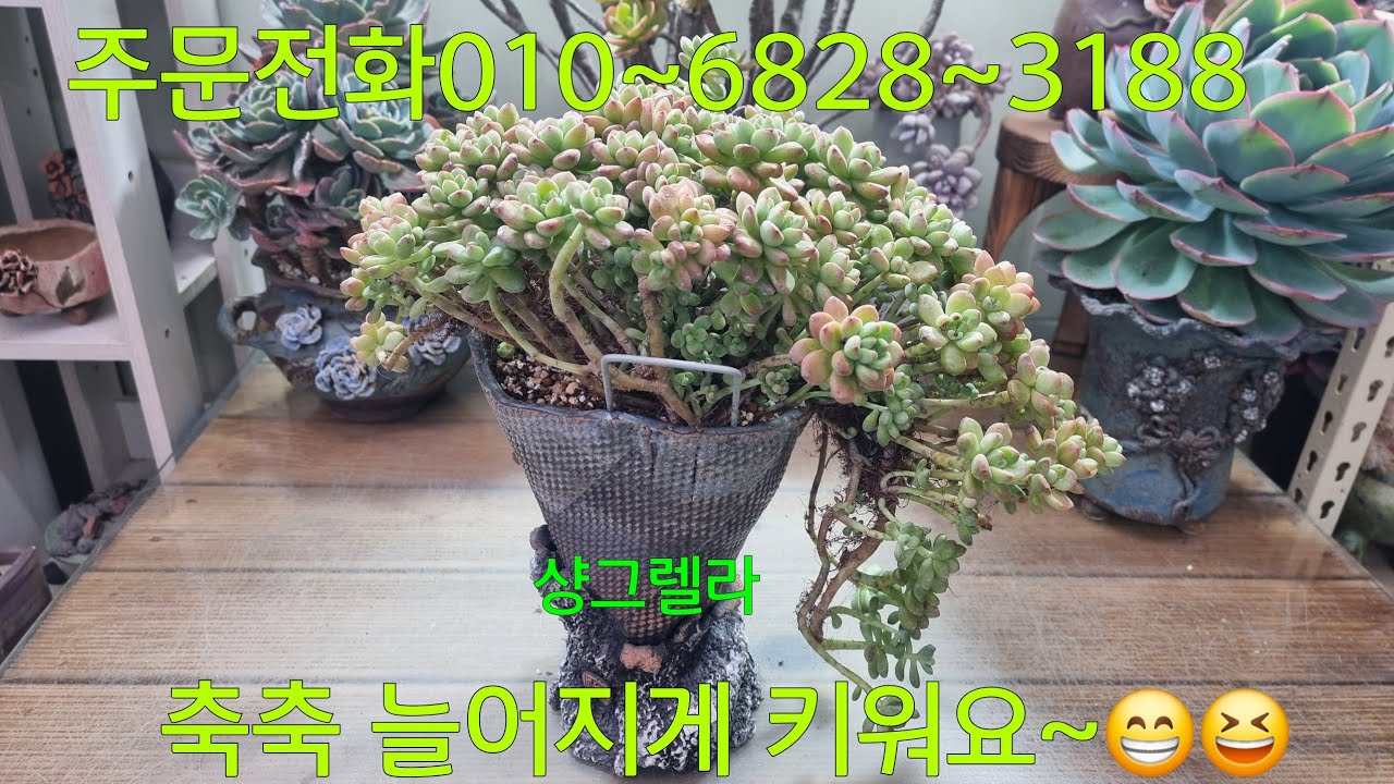 (26.3.6.금)수형 멋진 샹그렐라~😁😆