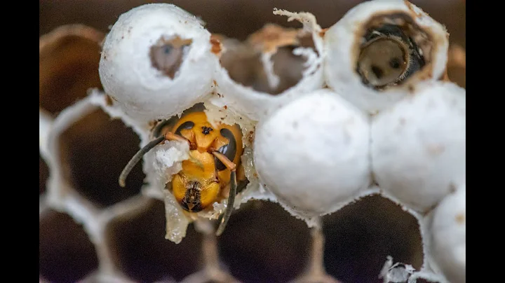 Asian giant hornet press conference 11/10/2020