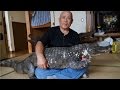 Japanese man lives with giant pet caiman