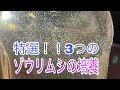 【ゾウリムシの培養】色々やって、最後に残った3種類の培養方法をご紹介
