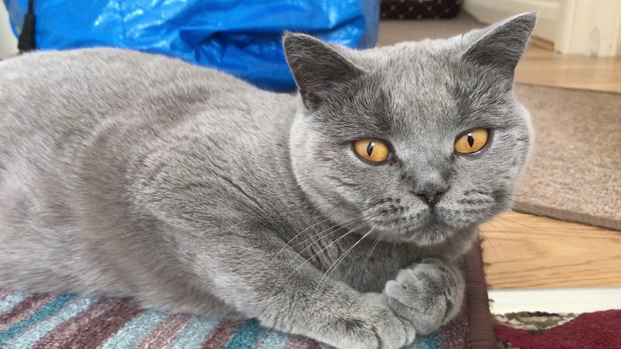 british shorthair pregnancy
