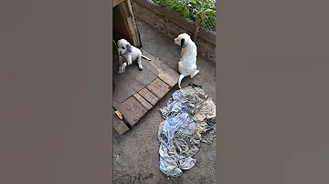 ინგლისური სეტერი ცხოვრება 