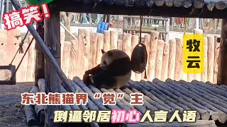 『牧云』东北熊猫界觉主，每天奶妈呼叫起床，倒逼邻居初心人言人语