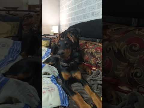 ротвейлер и доберман всегда на страже