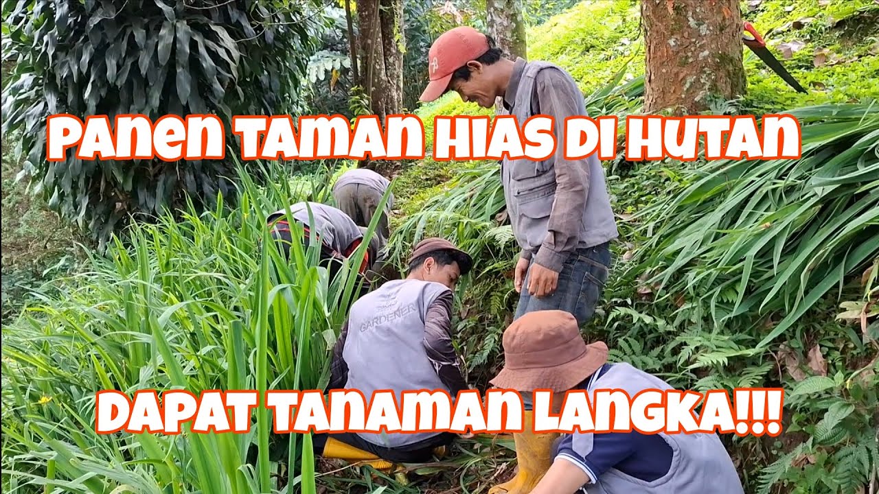 Cari Tanaman Hias Langka di Hutan, Ketemu AIRISH dan Kadaka! SANGAT SERU !!!