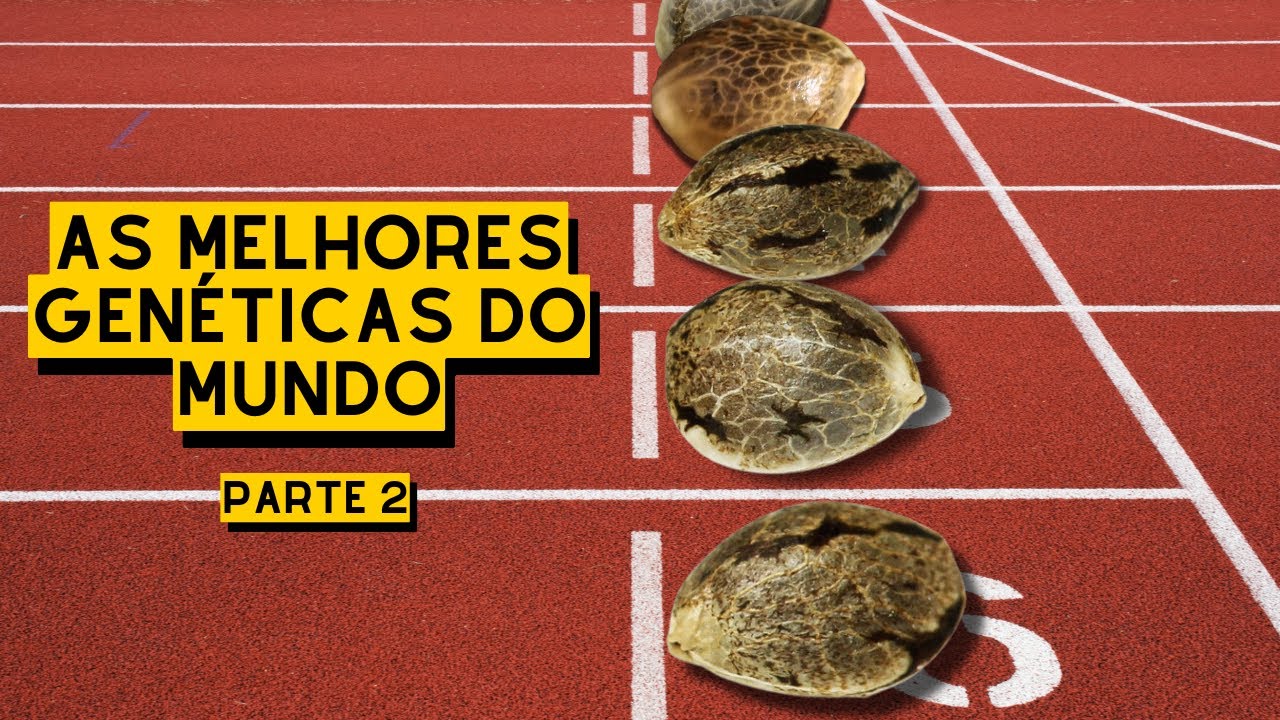 AS MELHORES SEMENTES DE CANNABIS DO MUNDO: strains e seedbanks - pt.2