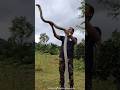 King Cobra: The True King of Snakes! 🐍😱#facts #ytshorts #trending