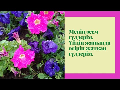 Бейне: Жапон ирисі күтімі: жапон иристерін қалай және қашан отырғызу керек