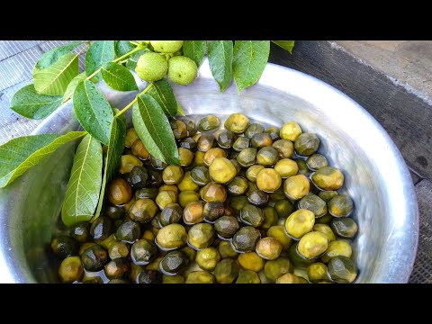 Ореховое варенье из зелёных грецких орехов👌 Самое вкусное варенье из грецкого ореха. Азербайджански
