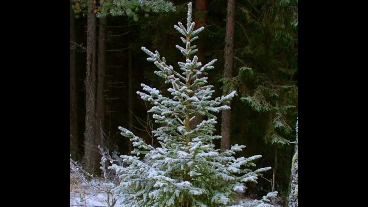 Таежная ёлочка "В лесу родилась ёлочка"