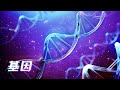 你真的了解DNA吗？诠释生命的意义【宇宙自然生命简史】