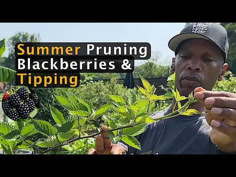 Blackberry pruning and tipping Cheat code - Do this after harvest! Part 1 of 3