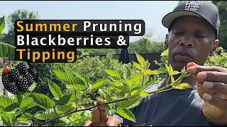 Blackberry pruning and tipping Cheat code - Do this after harvest!