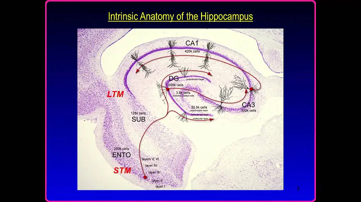 Theodore Berger: Neuroengineering - The Future is ...