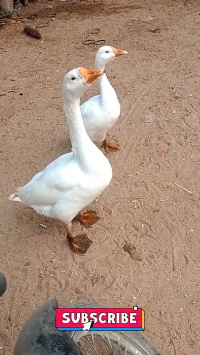 Duck bird voice sound/ringtone status video/ बतख पक्षी की आवाज