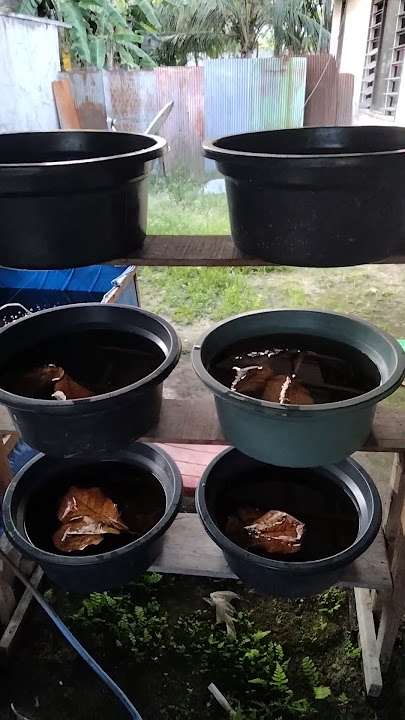 pemula coba2 pemijahan ikan pepuyu/ betok tanpa suntik