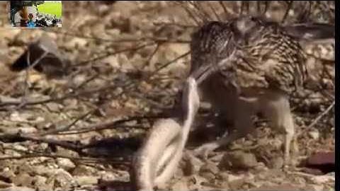 Nổi ám ảnh của Rắn đuôi chuông