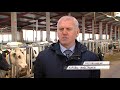Из Голландии в Ростовский район: в Марково поселилось 140 высокодойных коров из Европы
