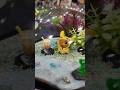 Des pokemon partout !!!