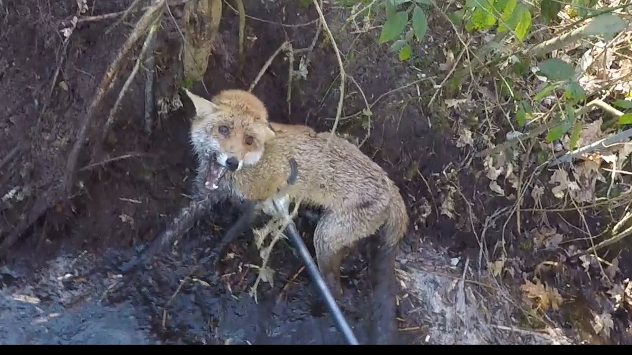 Natuurhulpcentrum - Vos in strop