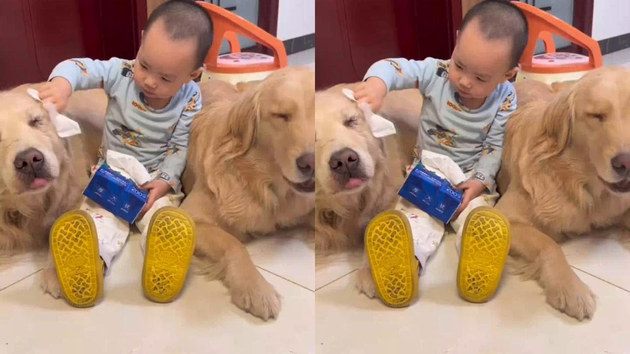 学会心疼照顾狗狗啦