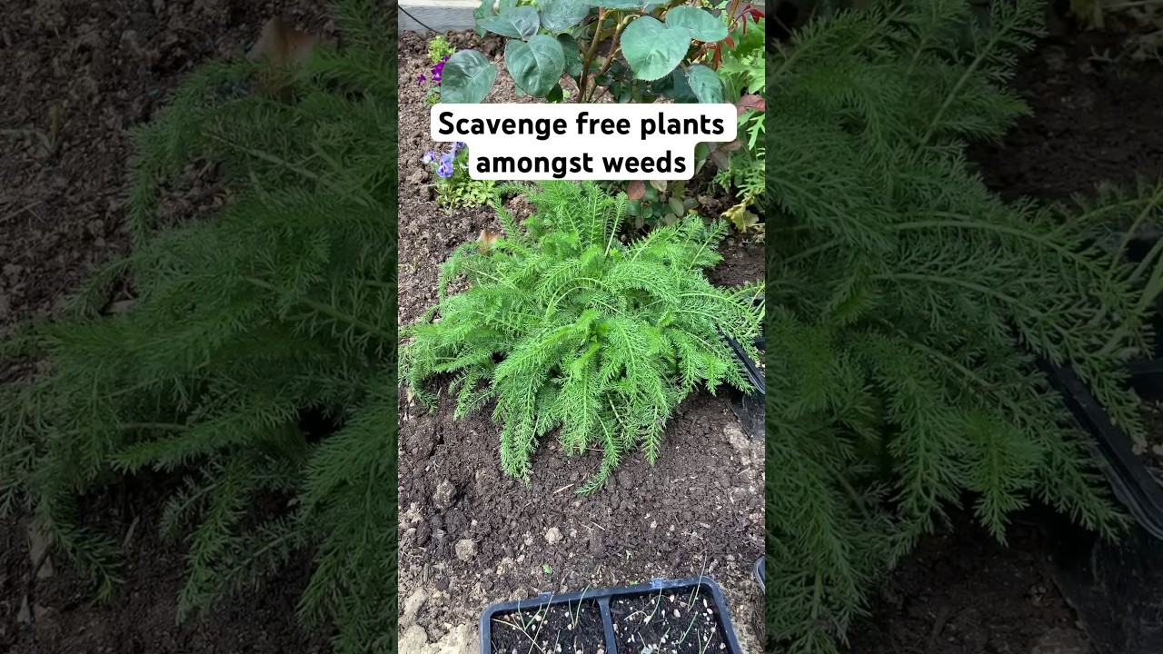 🤑 Save money on garden plants 