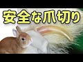 【獣医師が教える】失敗しない!安全なうさぎの爪切り#63 うさぎの飼い方Vol.29