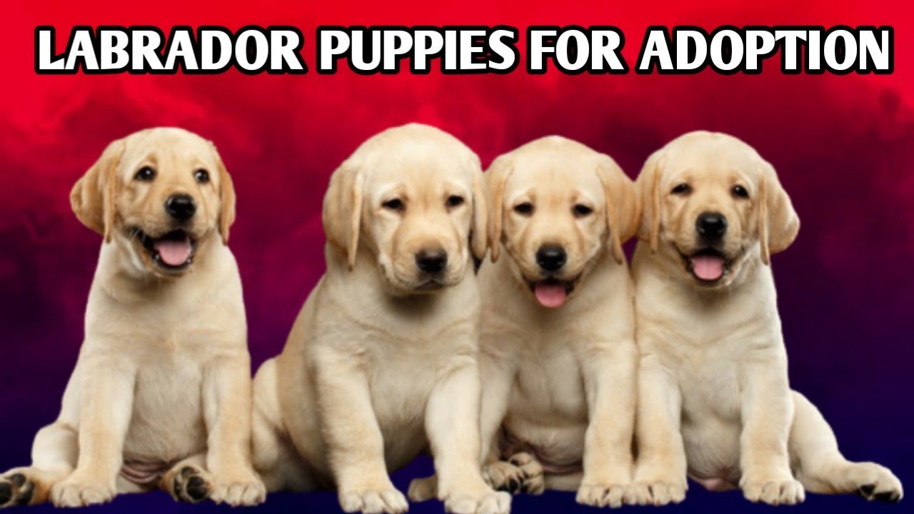dog free labrador puppies near me free adoption labrador puppy🥰🥰