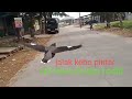 Jalak Kebo Pintar Free Flight Gacor Dan Lincah Mp3 - Mp4 Download