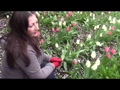 პატარა ჰოლანდია წალენჯიხაში