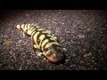 Metamorphosis amphibian nature documentary