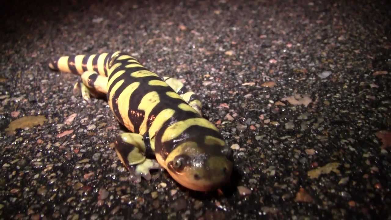 ⁣Metamorphosis: Amphibian Nature Documentary