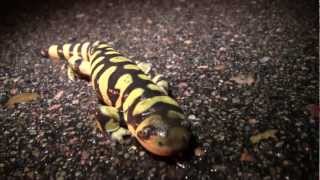 Metamorphosis: Amphibian Nature Documentary