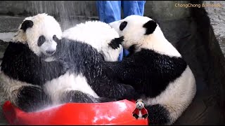 Cuteness Overload: Nanny gave a bath to Chong Chong & Friends🛀💦奶爸帮双双重重喜喜洗澡，三宝抱在一起任奶爸又搓又揉，实在太乖太可爱了！