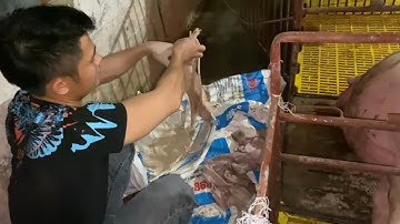 Đỡ đẻ cho heo và cách buộc dây rốn rất đơn giản ko bị sa ruột !