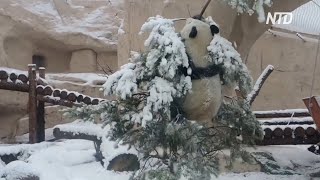 Как большая панда свалилась с ёлки в Московском зоопарке