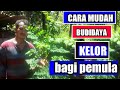 Cara mudah budidaya kelor