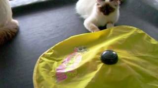 keira and the undercover mouse by Eddy Kuis 82 views 13 years ago 54 seconds