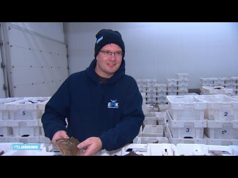 'Als de Brexit doorgaat, blijft er niks over voor ons'  - RTL NIEUWS