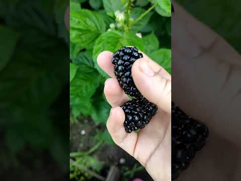 Ежевика Киова. Самая