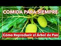 Cómo Germina el Árbol de Pana (Pregunta de la Semana #14)