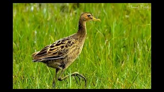 Tiếng Cúm Núm Mồi - Mix Cực Nhạy