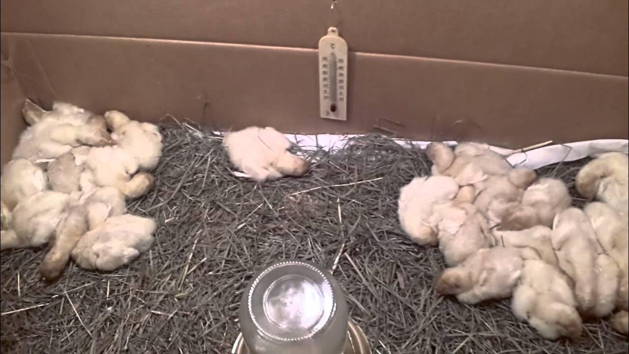 Условия для цыплят в первые дни жизни. Суточные индюшата.
